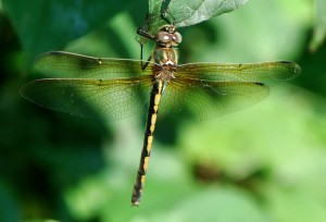 Oxygastra curtisii